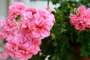 A close up horizontal image of pink geranium flowers growing in the garden.