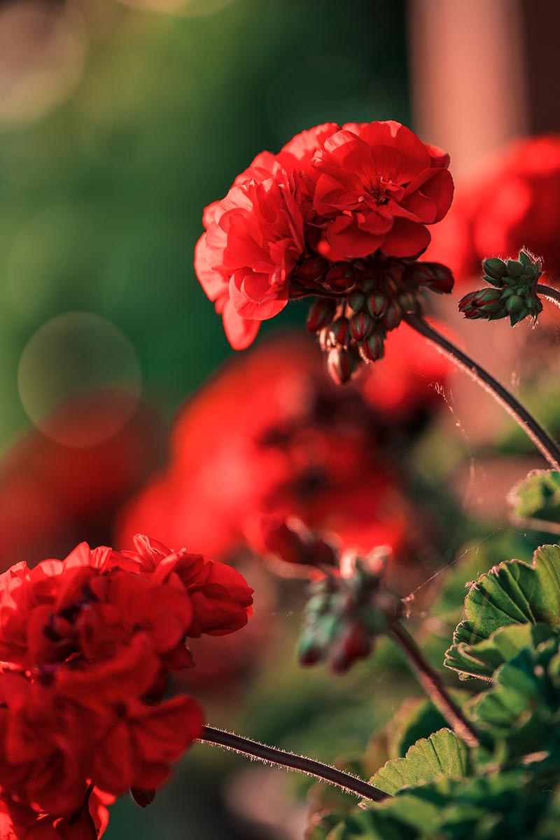 A close up vertical image of bright red geraniums growing in the garden pictured in light evening sunshine.
