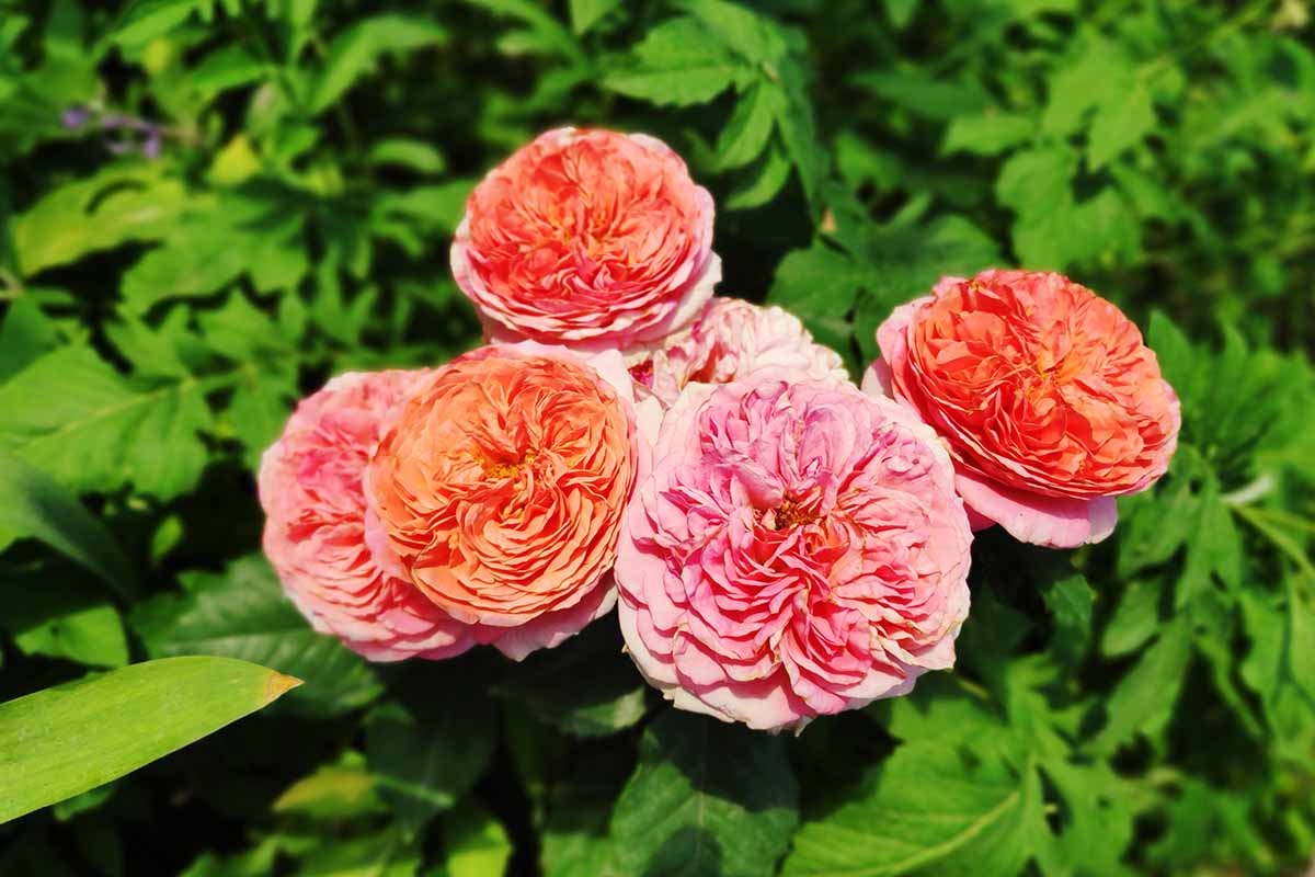 A close up horizontal image of 'Gertrude Jekyll' roses growing in the garden pictured in bright sunshine on a soft focus background.