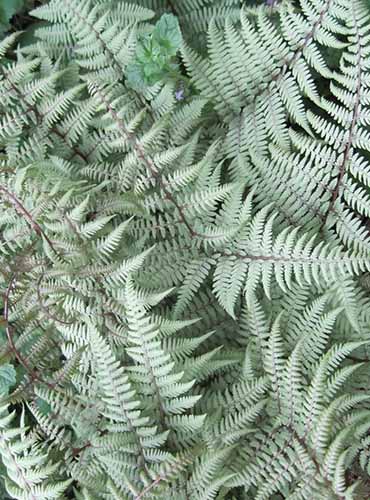 A close up of the eerie looking silvery foliage of the 'Ghost' fern - plant it if you dare!