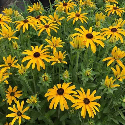 A close up square picture of 'Glitters Like Gold' black-eyed susans in the landscape.