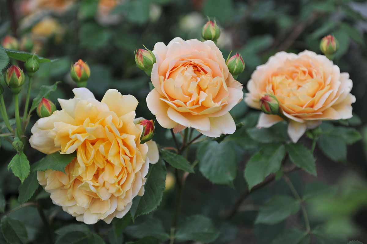 A close up horizontal image of 'Golden Celebration' rose flowers growing in the garden pictured on a soft focus background.