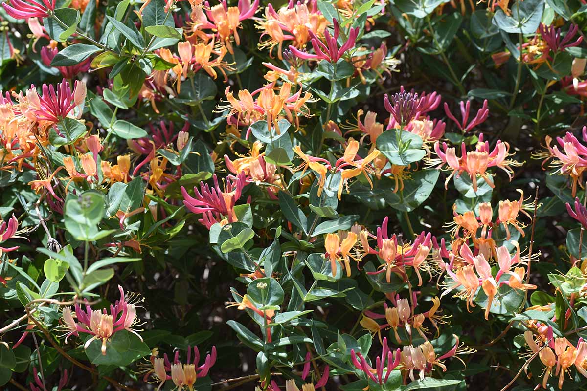 A close up horizontal image of goldflame honeysuckle in full bloom pictured in light sunshine.