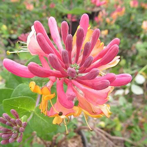 A close up square image of a brightly colored goldflame honeysuckle flower pictured on a soft focus background.