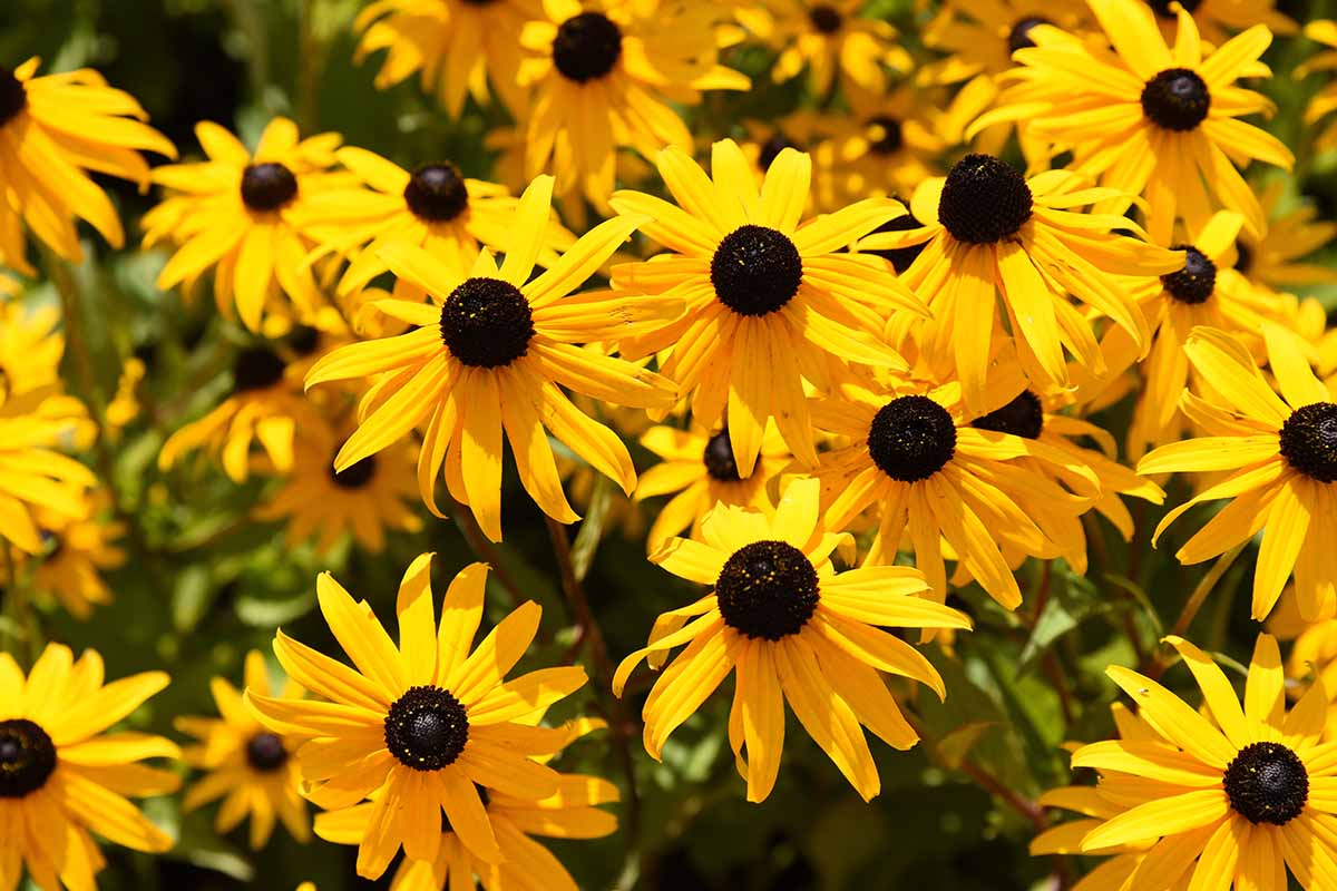 Bright yellow 'Goldsturm' Rudbeckia flowers with dark centers pictured in strong sunshine.