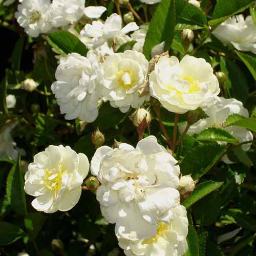 A square image of 'Gourmet Popcorn' roses growing in the garden pictured in bright sunshine on a soft focus background.