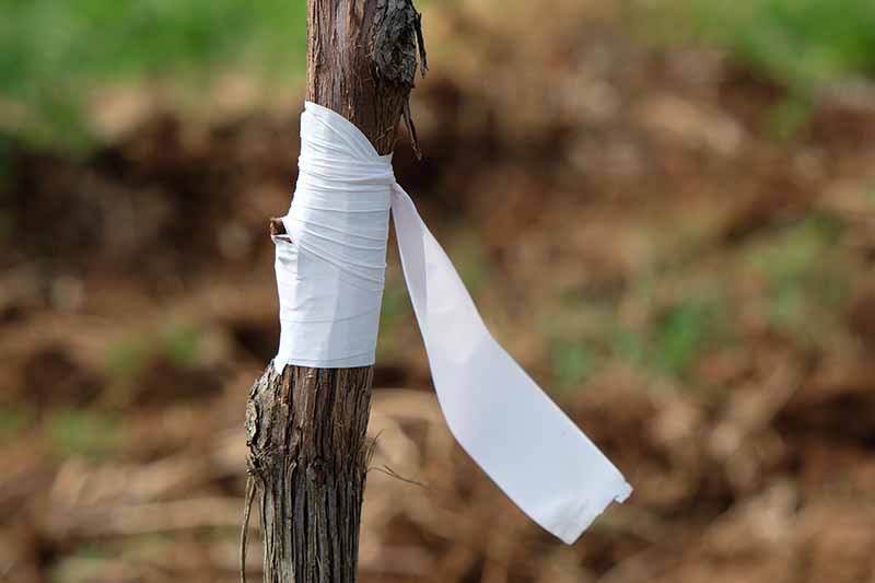 A close up horizontal image of a grafted stem attached with white tape.