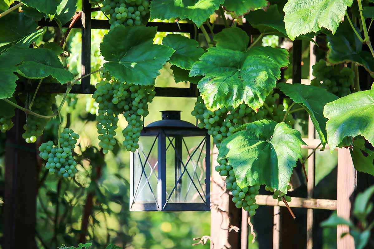 A horizontal image of grapevines laden with clusters of grapes growing on a wooden pergola in the backyard.