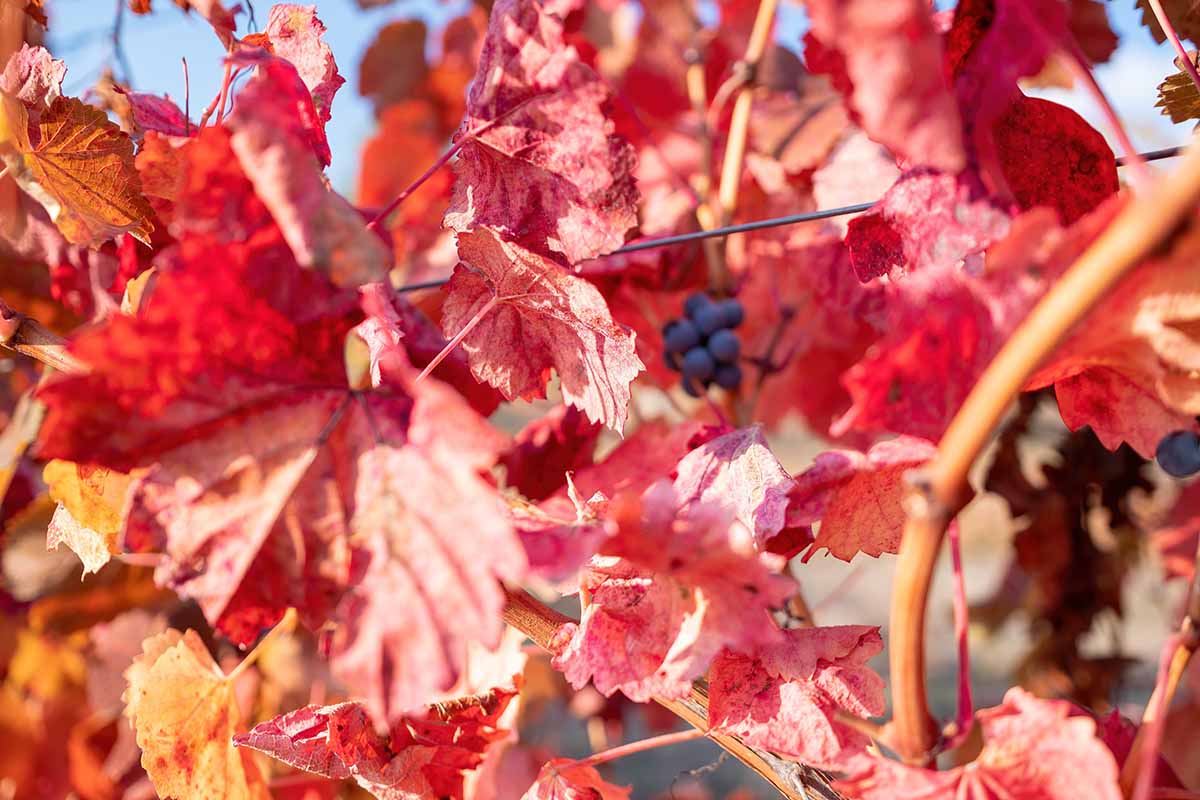 A close up horizontal image of the vibrant fall colors of grapevine foliage pictured in light sunshine.
