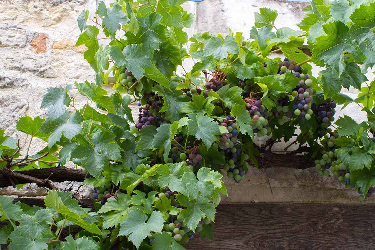 A close up horizontal image of grapevines growing on the outside of a stone house laden with clusters of ripe fruit.