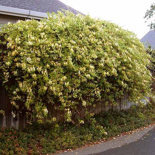 A square image of a large Japanese honeysuckle growing on a wooden fence.