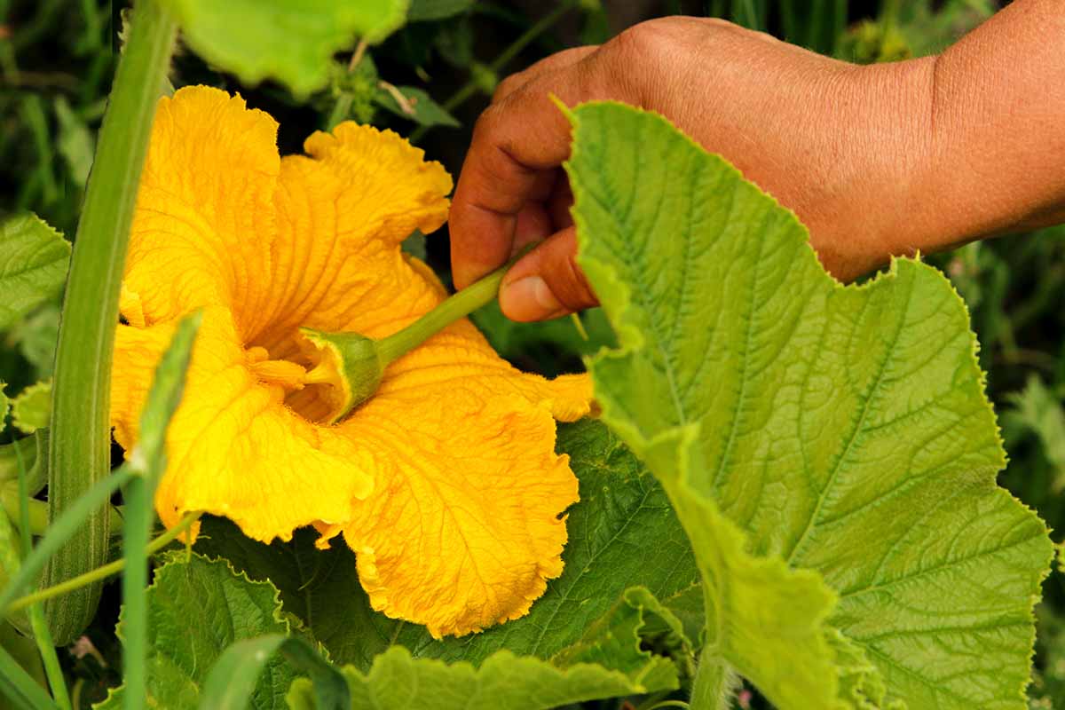 A close up horizontal image of a hand from the right of the frame hand-pollinating a squash plant.