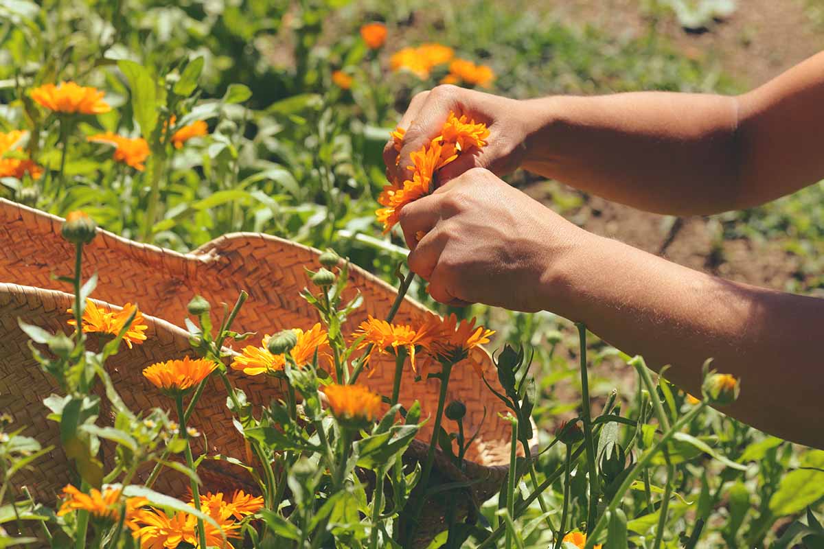 A close up horizontal image of two hands from the right of the frame harvesting orange pot marigold flowers in a sunny garden.