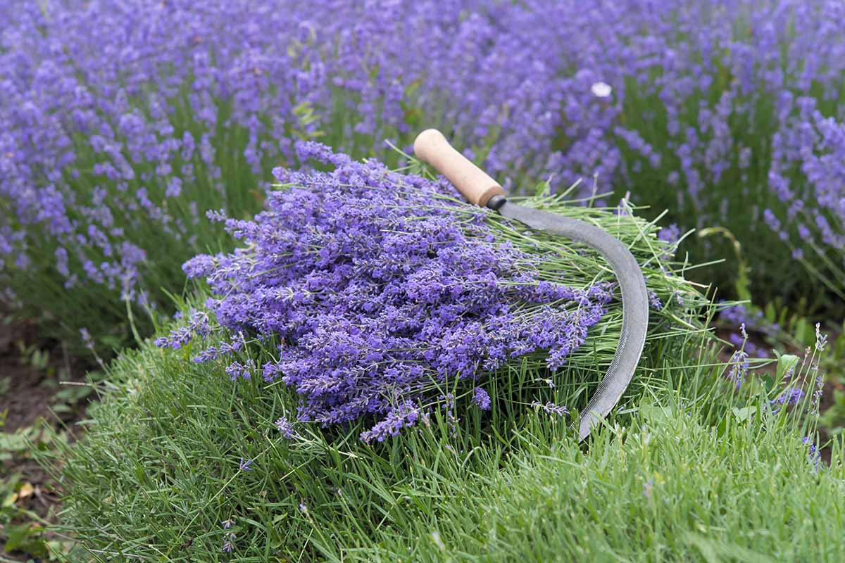 A horizontal image of a pile of lavender stems and flowers with a sickle laid on the top of it.