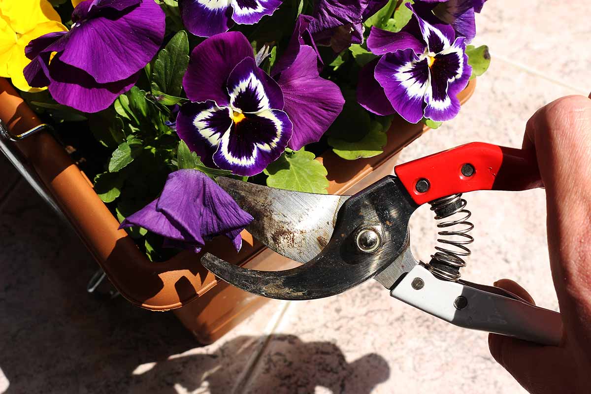 A close up horizontal image of a hand from the right of the frame holding a pair of pruners to harvest pansy flowers pictured in bright sunshine.