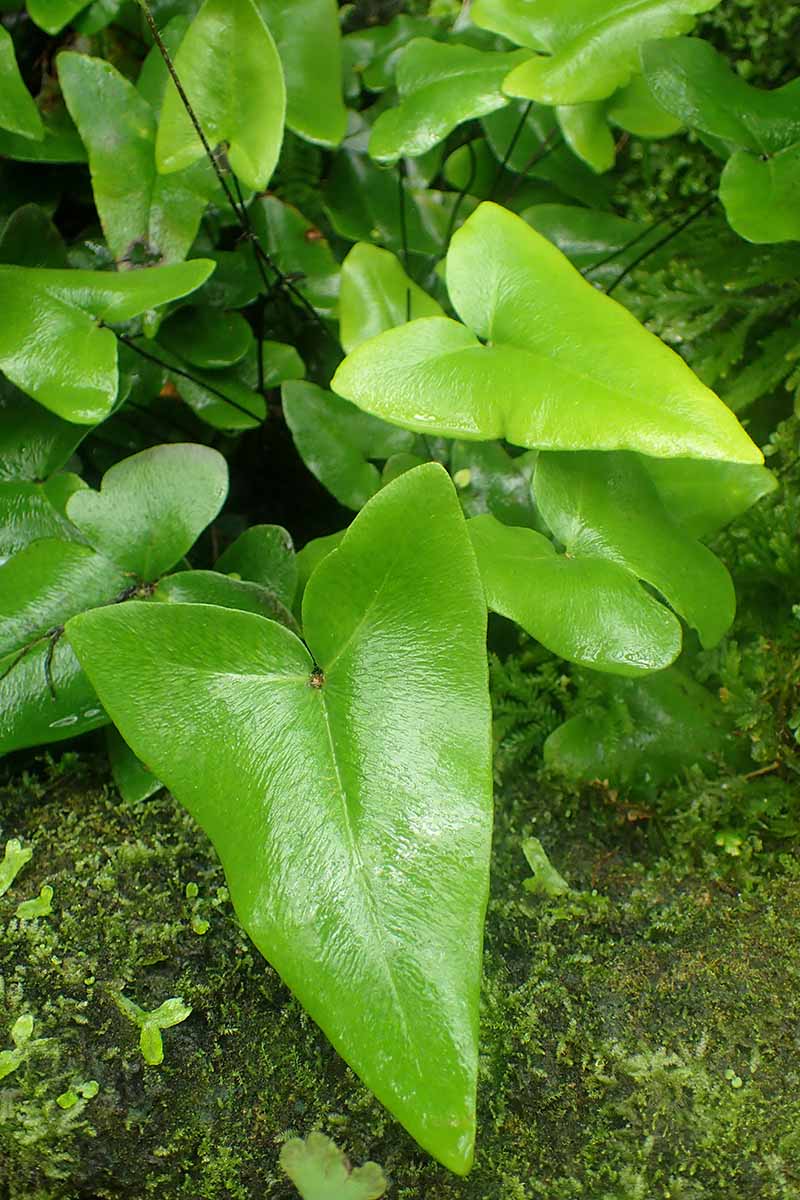 A close up vertical image of the foliage of a heart fern growing outdoors.
