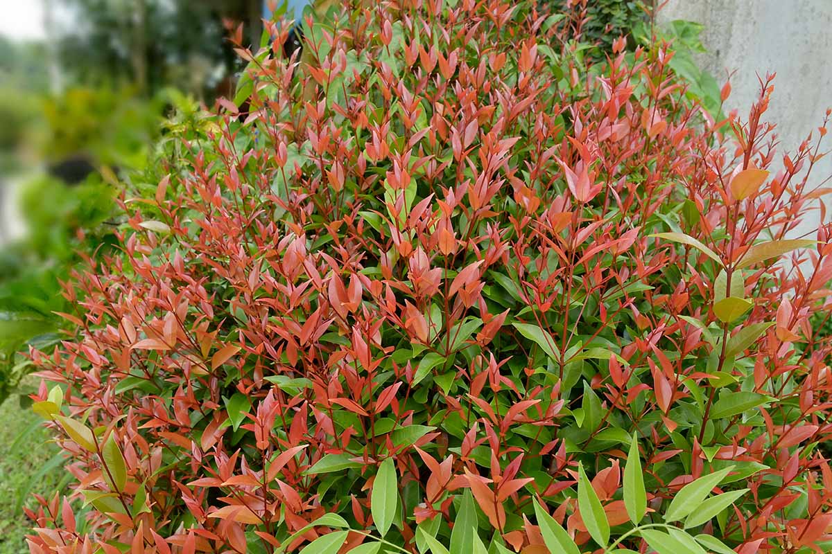 A horizontal image of heavenly bamboo (Nandina domestica) growing as a foundation planting outside a residence.