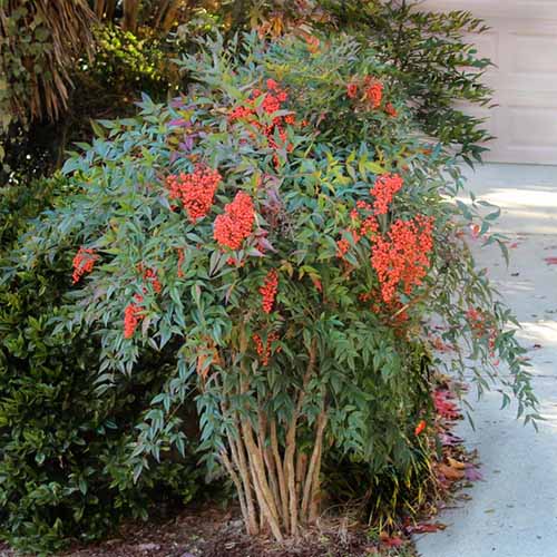 A square image of Nandina domestica growing by the side of a driveway.