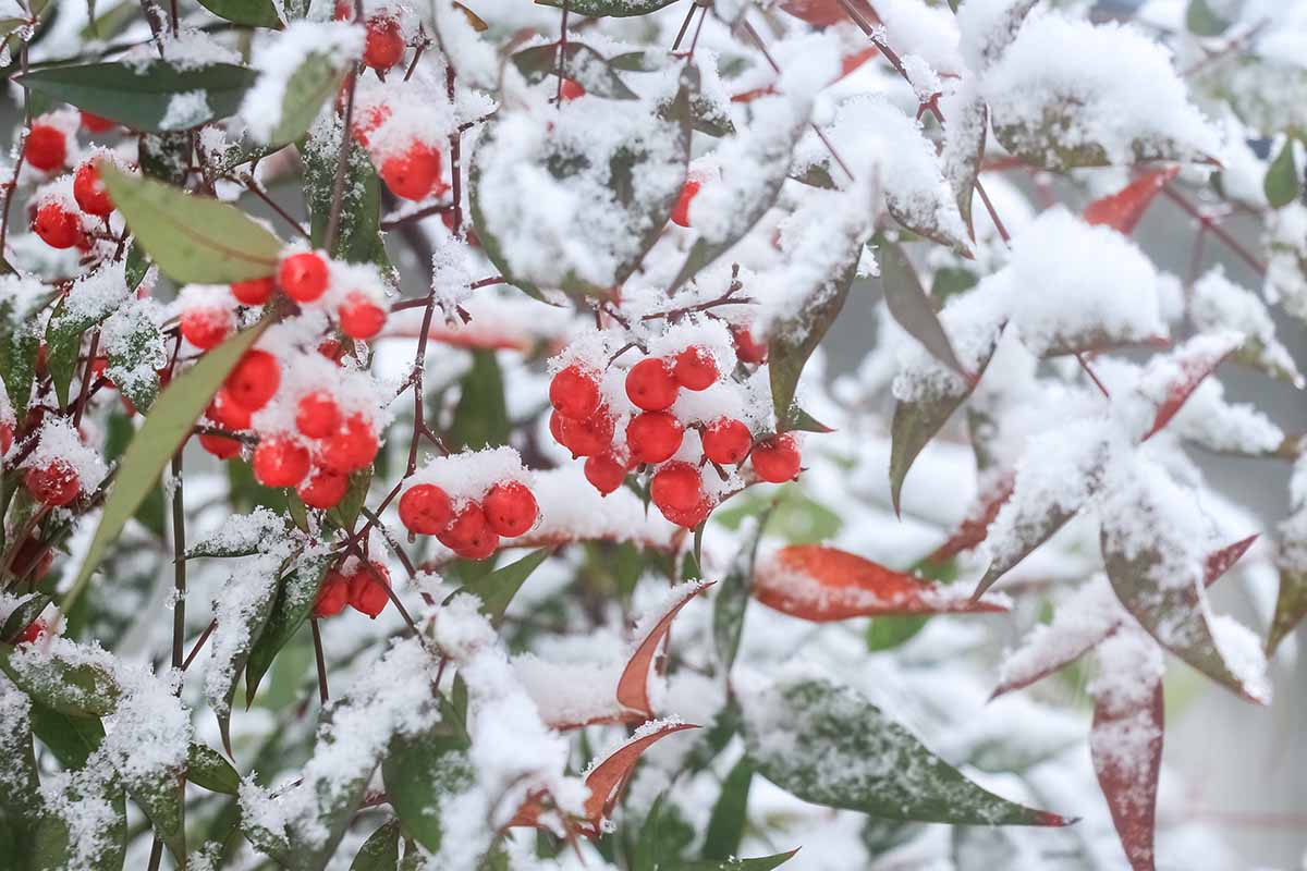 A close up horizontal image of heavenly bamboo (Nandina domestica) covered in a light dusting of snow.