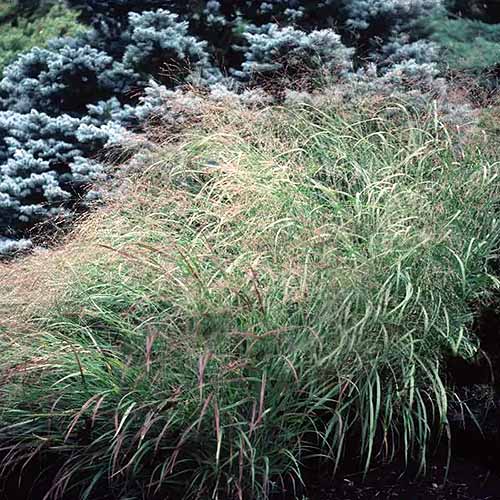 A square image of 'Heavy Metal' switchgrass in a garden border.