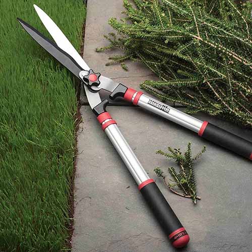 A close up square image of a pair of manual hedge trimmers set on the ground in the garden.