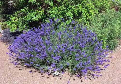 A close up of a small 'Hidcote' lavender shrub growing by the side of a path.