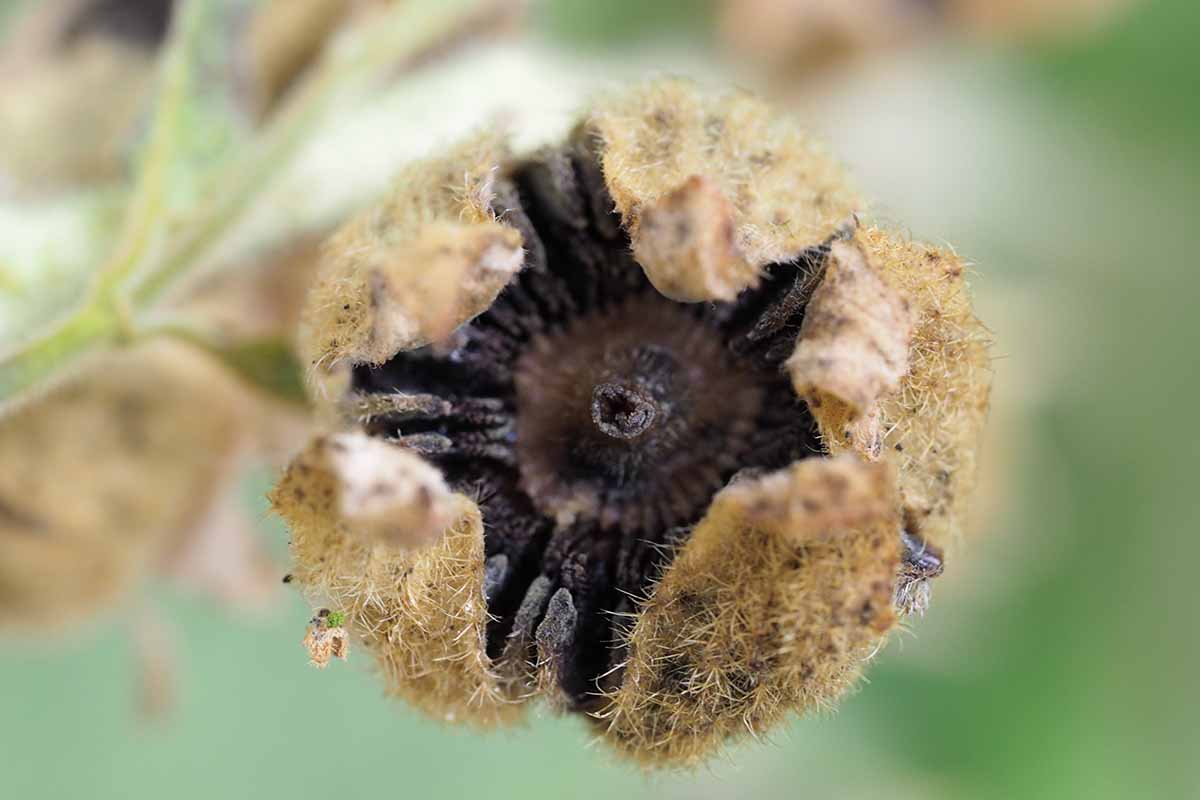 A close up image of the inside of a hollyhock seed head pictured on a soft focus background.