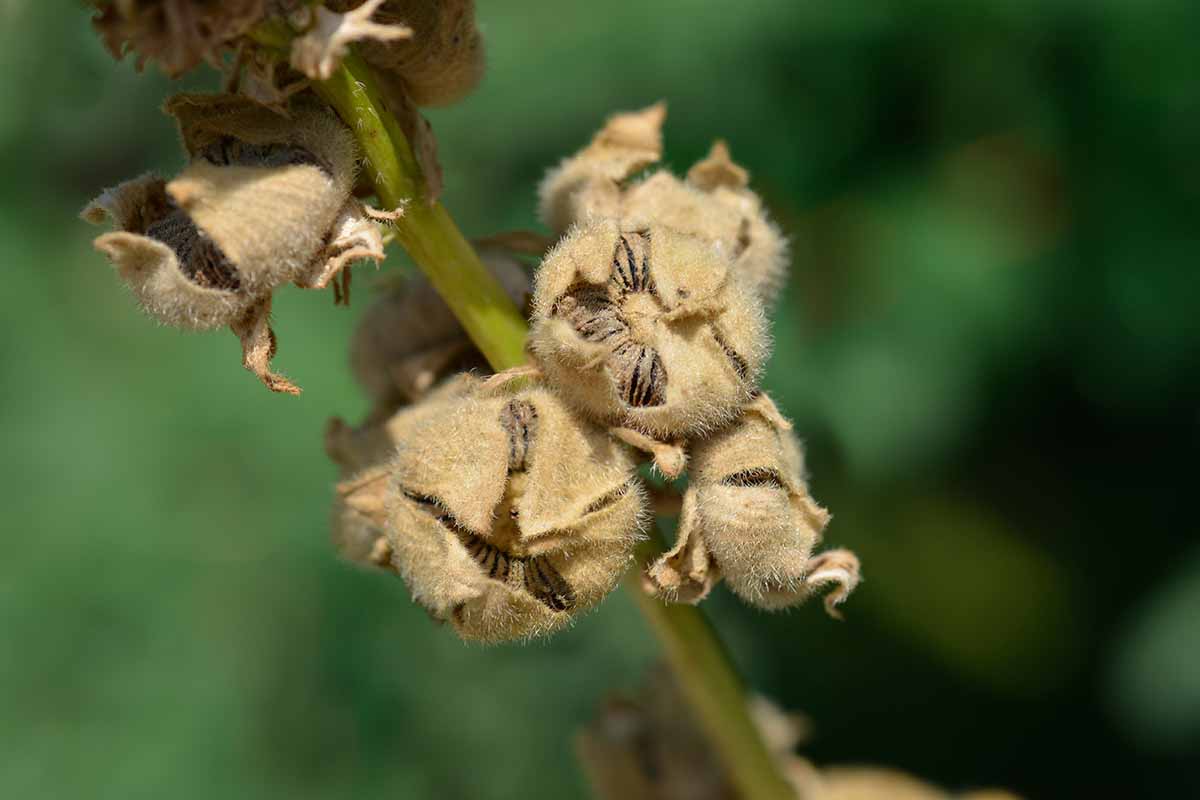 A close up horizontal image of the seed pods forming on a hollyhock plant pictured on a soft focus background.