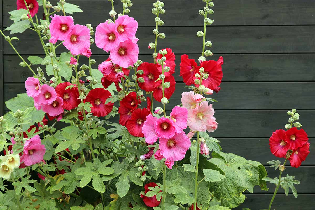 A close up horizontal image of hollyhocks growing in a flowerbed with a wooden fence in the background.