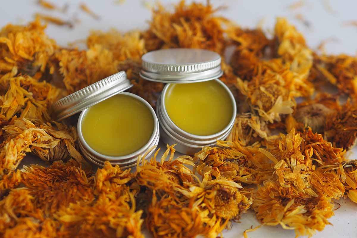 A close up horizontal image of a pile of dried calendula flowers with two jars of homemade salve.