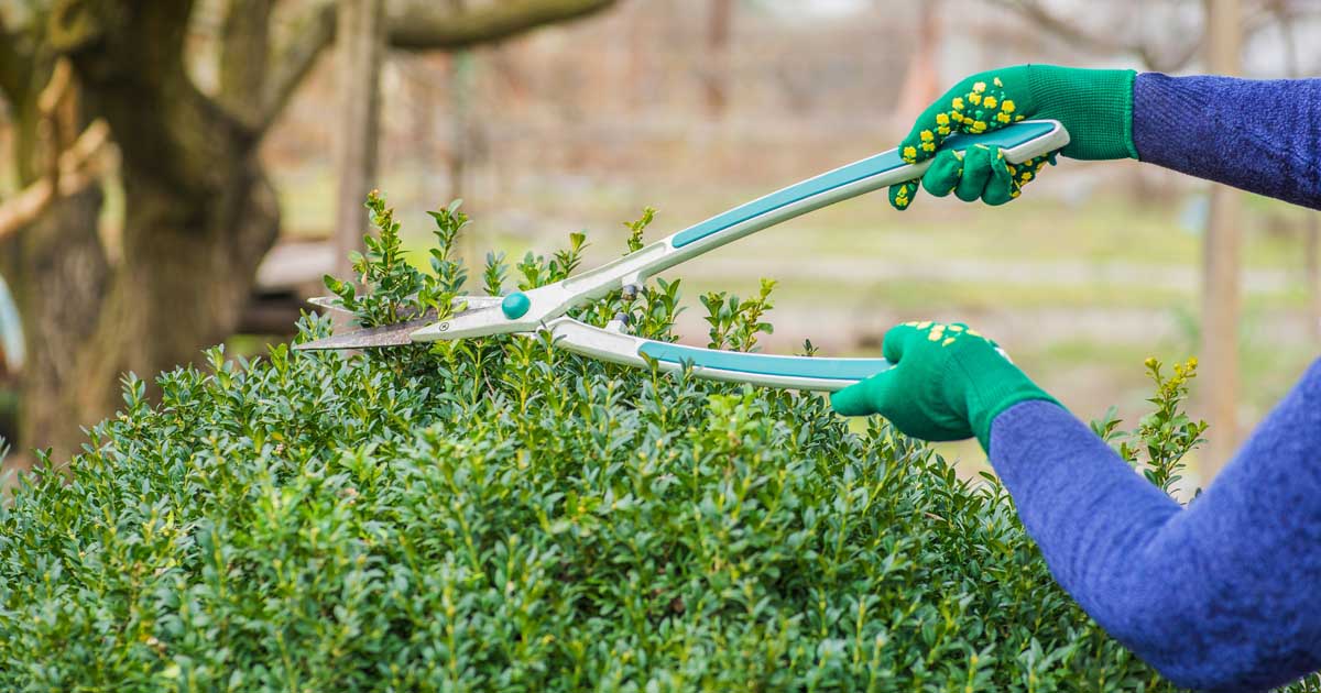 How and When to Prune Boxwood Shrubs | Gardener’s Path