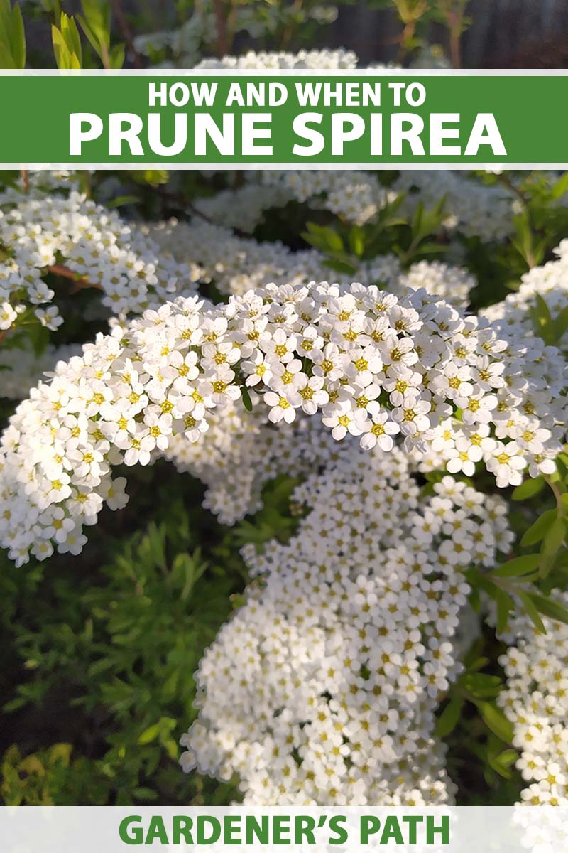 A close up vertical image of white spirea flowers growing in the landscape pictured in light filtered sunshine. To the top and bottom of the frame is green and white printed text.