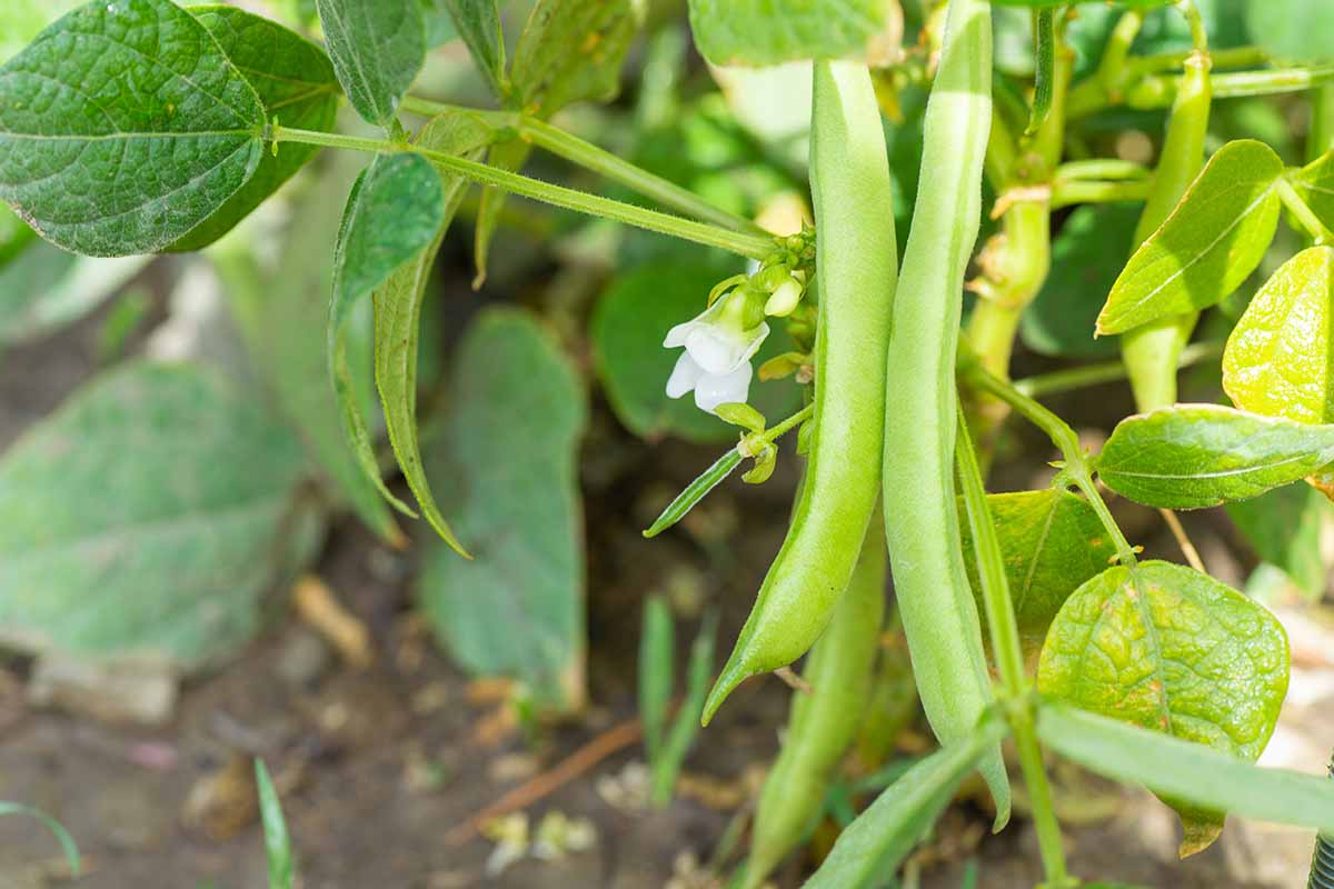 A close up horizontal image of green beans growing in the garden pictured on a soft focus background.