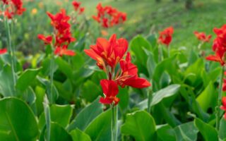 A close up horizontal image of bright red canna lilies growing in the garden pictured on a soft focus background.