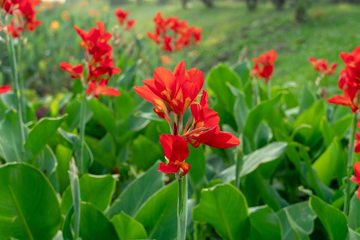 A close up horizontal image of bright red canna lilies growing in the garden pictured on a soft focus background.
