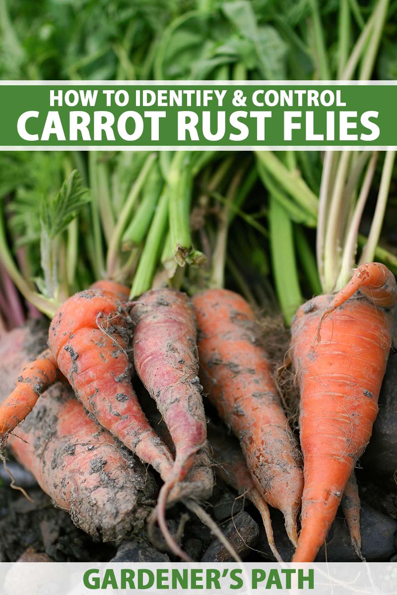 A close up vertical image of freshly harvested carrots in a pile on the surface of the soil. To the top and bottom of the frame is green and white printed text.