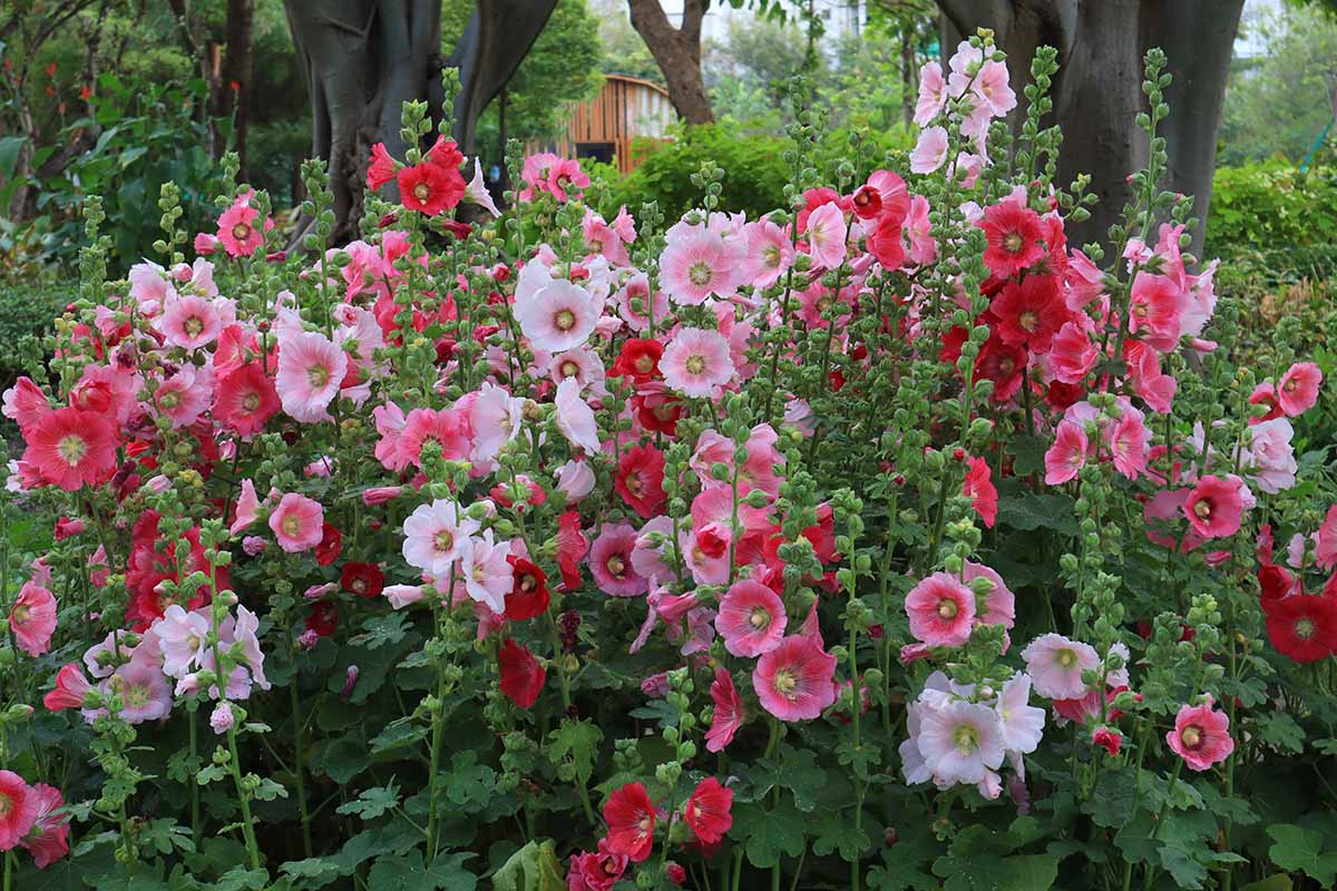 A close up horizontal image of a bed of beautiful hollyhock flowers with a residence in soft focus in the background.