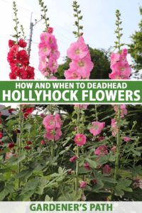 How and When to Deadhead Hollyhocks | Gardener’s Path