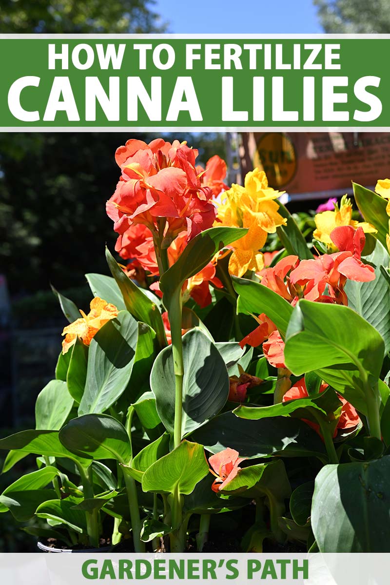 A close up vertical image of brightly colored canna lilies growing in the garden pictured in bright sunshine. To the top and bottom of the frame is green and white printed text.