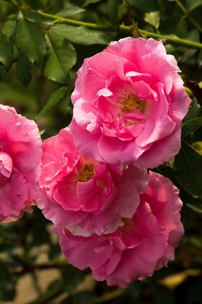 A close up vertical image of pink 'Country Dancer' Buck rose flowers growing in the garden pictured on a soft focus background.