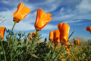 A horizontal image of bright orange California poppies (Eschscholzia californica) growing wild pictured in bright sunshine on a blue sky background.