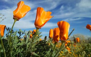 A horizontal image of bright orange California poppies (Eschscholzia californica) growing wild pictured in bright sunshine on a blue sky background.