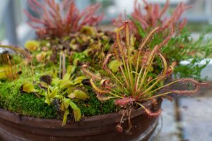 A close up horizontal image of potted carnivorous plants pictured on a soft focus background.