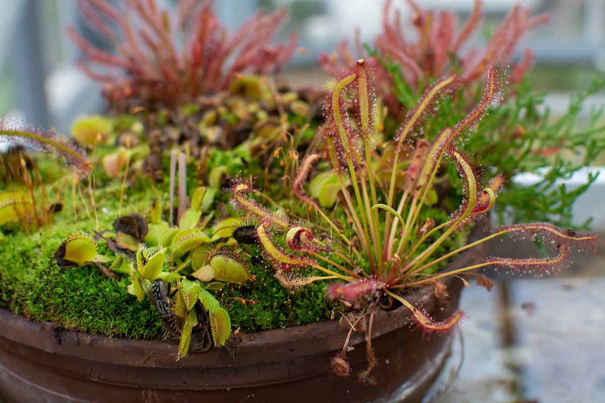 A close up horizontal image of potted carnivorous plants pictured on a soft focus background.
