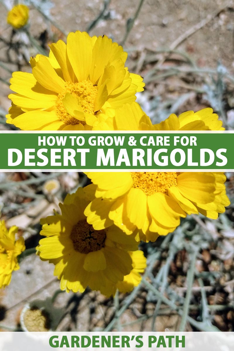 A close up vertical image of bright yellow desert marigolds (Baileya multiradiata) growing in a dry garden pictured in bright sunshine. To the center and bottom of the frame is green and white printed text.