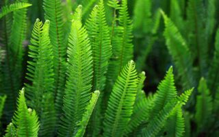 A close up horizontal image of sword fern foliage growing in the garden pictured artistically in light sunshine fading to soft focus in the background.