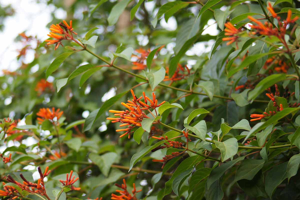 A close up horizontal image of the flowers and foliage of a firebush (Hamelia patens) shrub growing in the garden.