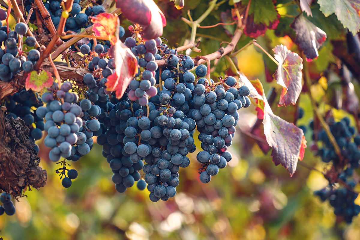 A close up horizontal image of ripe grapes growing on the vine in the garden pictured in light filtered sunshine.