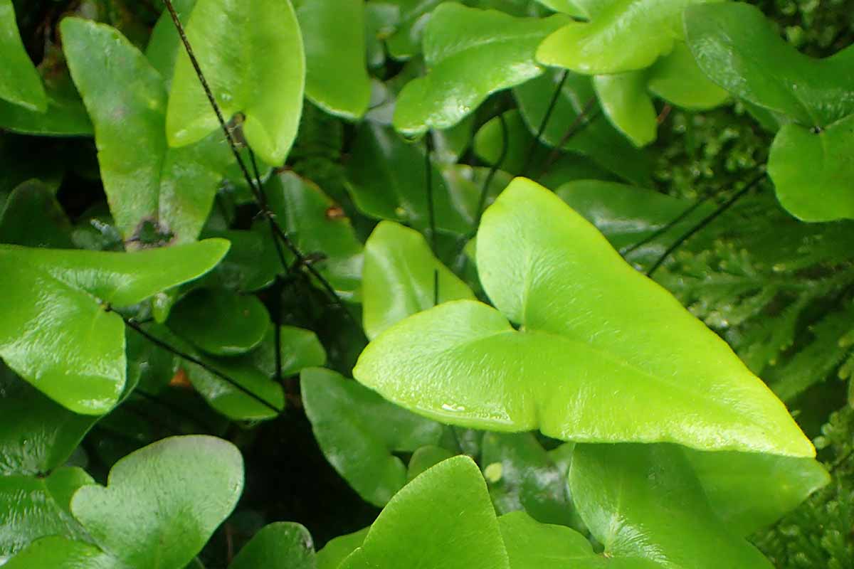 A close up horizontal image of the glossy foliage of a heart fern (Hemionitis arifolia) growing outdoors.