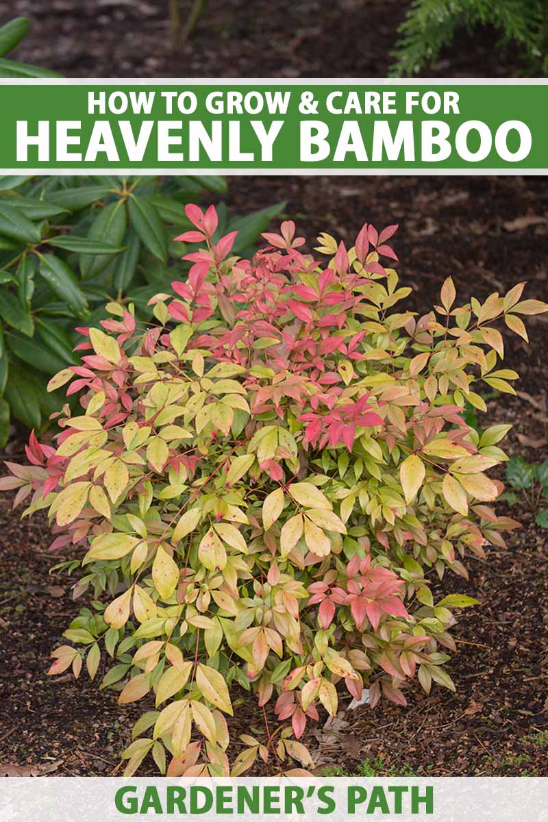 how to grow and care for heavenly bamboo | gardener's path